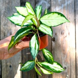 Hoya Princess Carnosa Starter Plant